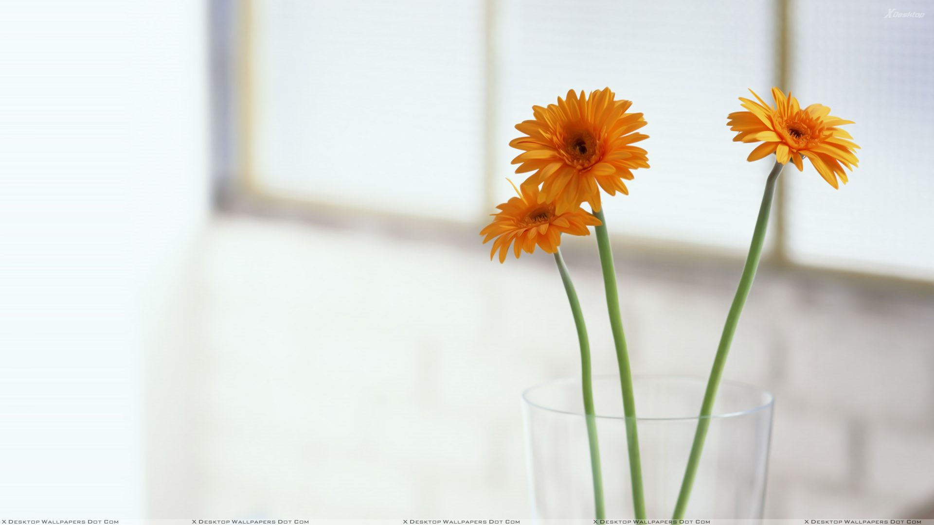 Yellow Sunflowers Closeup in Glass